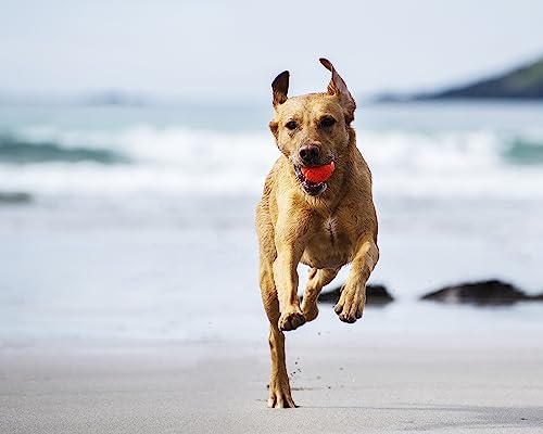 Chuckit! Fetch Ball 1000g
