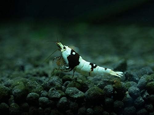 10+1 S-SS Crystal Black Shrimp Live Shrimp Freshwater Shrimp CBS & Free Food
