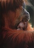 Image de Wildlife Photographer of the Year-Portfolio 10