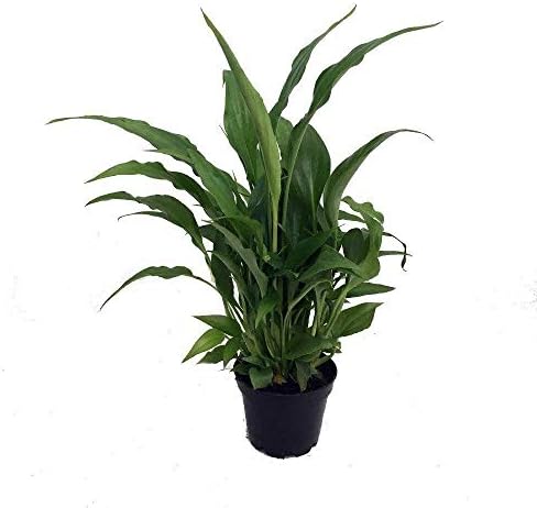 Peace Lily Plant - Spathyphyllium - Great House Plant - 4" Pot