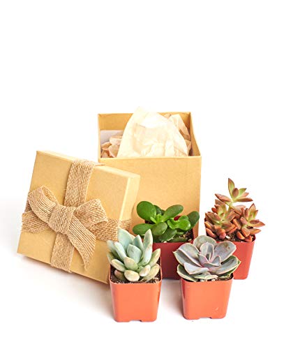 2 Shop+Succulents+Unique+Plants+Gift