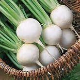 200 Heirloom White Egg Turnip Seeds by Stonysoil Seed Company