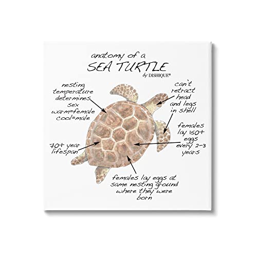 Stupell Industries Sea Turtle Anatomy Marine Life Animal Chart, Design by Dishi…