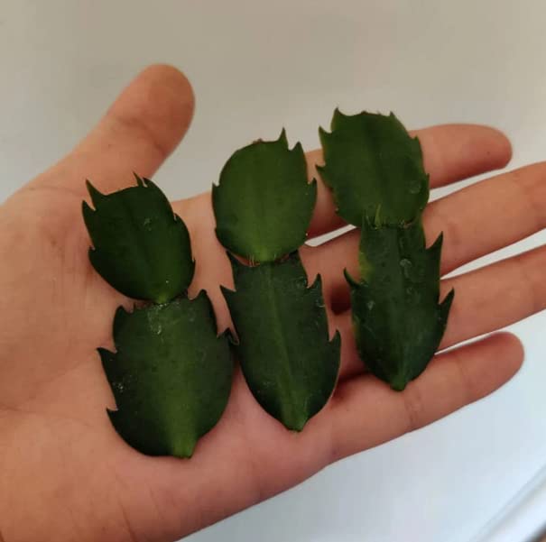 FOLIAGEMS No Root Thanksgiving Cactus Cuttings - White, Pink, Orange - 5 Pack for Indoor Propagation