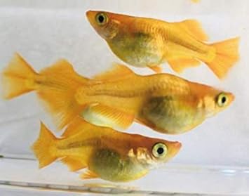 Amazon めだか 黄金べっ甲ダルマ 半ダルマから若魚 成魚ペア 1匹 ノーブランド品 観賞魚 水中生物 通販