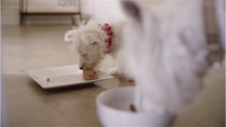 6 CANINE+CUISINE+Poultry+Variety+3+5+oz