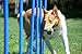 Dog Weave Poles Training Weave Poles Stake Type Dog Agility Super Strong Great for All Dogs Large and Small. Dog Agility Equipment Dog Training