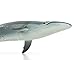 Safari Ltd. Sei Whale Figurine - Realistic 7.75