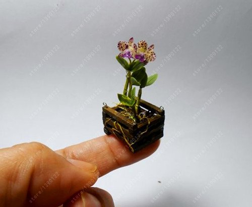 Giardino E Giardinaggio Utensili Per Il Giardinaggio Sacchetto Rari Mini Orchidea Semi Di Orchidea Phalaenopsis Indoor Miniatura Semi Di Fiori Giardino Bonsai Orchidea In Vaso Giardino Di Casa Piante 1 Sementi 100