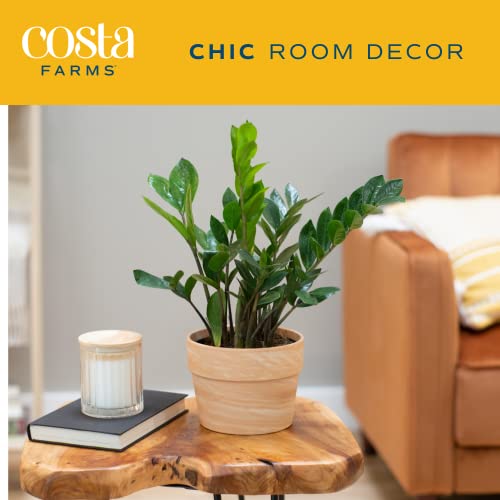 Costa Farms ZZ Plant, Live Indoor Houseplant in Modern Decor Planter