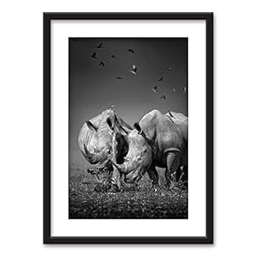 Framed Rhinos Birds in Black White Black Picture...