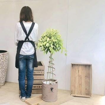 Amazon Co Jp 観葉植物 斑入りガジュマル らせんタワー仕立て ブラウン 鉢カバー付き 大型ヤマト便 Diy 工具 ガーデン
