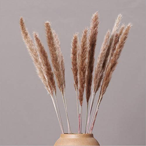 Florales Phragmites Decoración, Ramo Decoración Boho Decoracion Hogar Habitacion Salon Baño, Phragmites Communis Natural Flores Secas For Los Floreros(30PC)