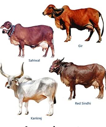 Amazon Com Top Cow Breeds Of India Indigenous Cow Breed Or Desi Cow Nreeds Of India Ebook Nayak M K Kindle Store