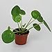 50Pcs Pilea Peperomioides Money Plant Seeds Tree Pancake Shape Home Garden Decor