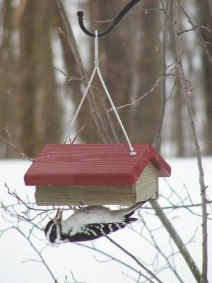 Single Cake Upside Down Suet Feeder W Hanging Cable Amazon Co Uk
