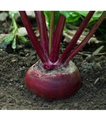 thumbnail image 2 of 1/4 Lb Detroit Dark Red Beet Seeds – Everwilde Farms Mylar Packet, Heirloom, Open Pollinated, 2024 2 of 6