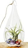 Chakra Crystal Healing Air Plant Terrarium Kit / 7.5