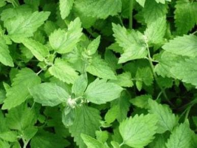 Catnip Seeds by Stonysoil Seed Company