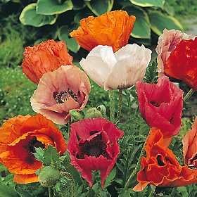Grow Your Secret GardenPoppy Pizzicato Seeds
