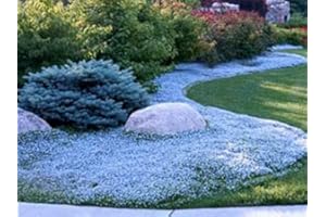 Pack of 25 Blue Star Creeper Plants : Seeds in The Packet