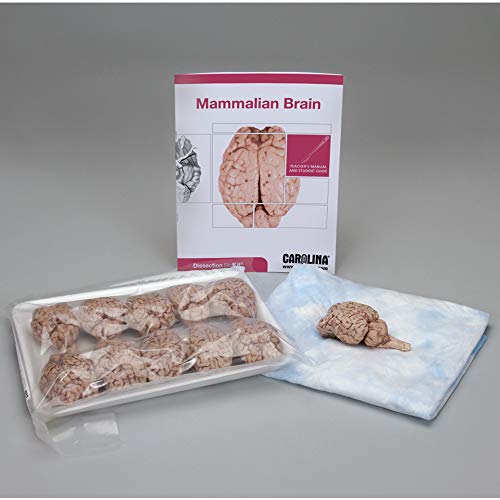 Mammalian Brain Dissection BioKitï¿½