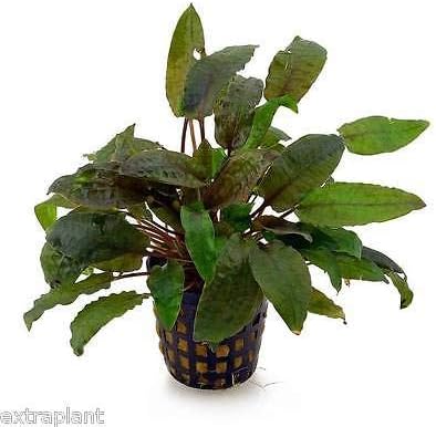 Cryptocoryne Wendtii Tropica Pot Crypt Live Aquarium Plants