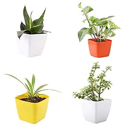 Green Decora AIR Purifying Oxygen Plants Combo with Black Snake Money Plant Green Spider Good Luck Jade Plant (Size :- 3 Inch, Color :- White red Yellow Pot)
