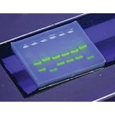 EDVOTEK SYBR Safe DNA Stain, 10,000X Concentrate, Green