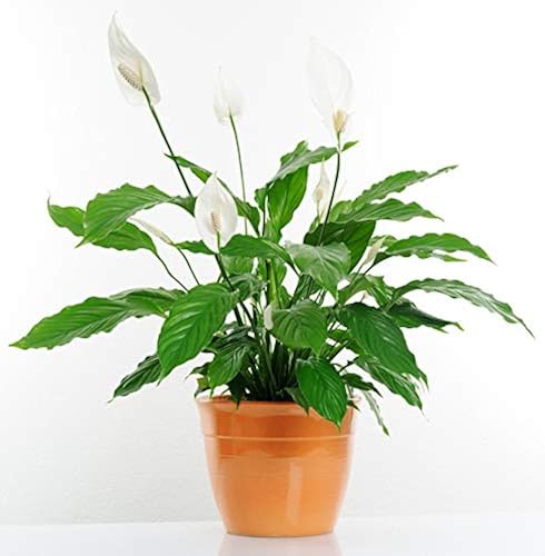 Peace Lily Fertilizer | Spathiphyllum Plant Food | Liquid Fertilizer for  Spathiphyllum Pot | Peace Lily Plant | Spathiphyllum Sensation | NPK  Fertilizer by Aquatic Arts in Kenya | Whizz Fertilizers & Plant Food