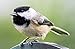 Audubon Park 12261 Black Oil Sunflower Seed Wild Bird Food, 10-Pounds