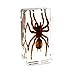 QTMY Biology Science World Collection of Real Insect Specimen Paperweight (Black Moss Spider(Tarantula))