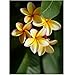 Hawaiian Yellow Melemele Plumeria Frangipani Plant Cutting