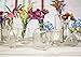 Glassnow C6054-N Roma Glass Bottle, 8.5 oz, Clear, 12 Pieces
