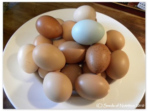 Hatching Eggs Mix