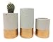 Concrete Succulent Planters/Air Plant Holders. Urba planters (set of 3) Gold. Cement Succulent pots. Modern Planter set