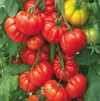 Tomato Seeds for Planting-Beefsteak Tomato Seeds-Vegetables Seeds Organic Non GMO in Your Organic Garden (50PCS)