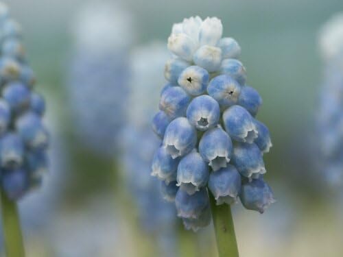 Plants4Less Muscari armeniacum Peppermint bulbs x 35, grape hyacinth