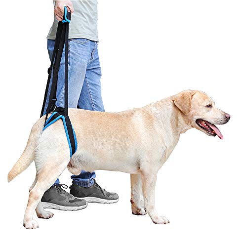 Compare Price hip dysplasia joint harness on