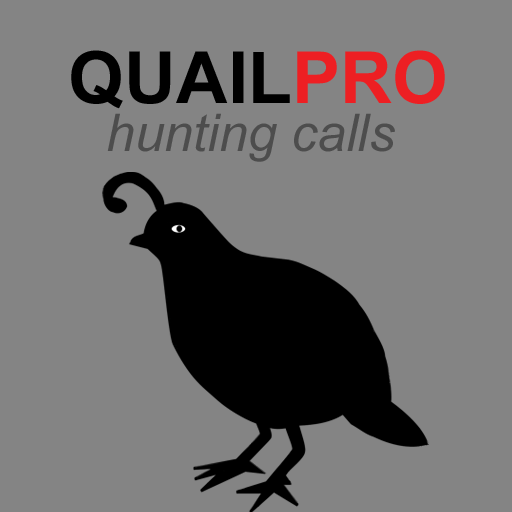 REAL Quail Sounds and Quail Hunting Calls - Thumbnail 5