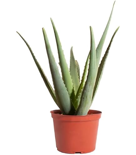 Amazon.com : Two Healthy Strong Aloe Vera Plants 10-12 Inches Tall :  Succulent Plants : Patio, Lawn & Garden