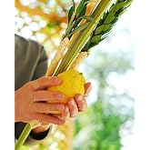 KOSHER LULAV AND ETROG | Complete Arba Minim Set for Sukkot Holiday | Includes Lulav Holder and Comprehensive Lulav Guide | Delivered Fresh in Innovative Protective Packaging