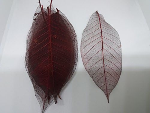 200x Red Natural Skeleton Leaves Rubber Tree Scrapbook Craft Wedding Decor