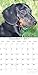 Dog Breeds - Dachshunds 2017 Monthly Wall Calendar, 12