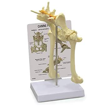 Canine Hip Joint Model | Animal Body Anatomy Replica of Dog Pelvis for