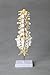Cranstein A-319 Lumbar Spine Anatomy Model with Open Sacrum