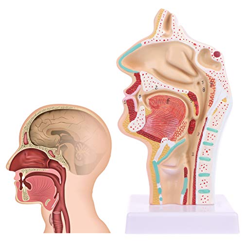 Abicial Human Anatomical Nasal Cavity Throat Anatomy Medical Model Teaching Tool