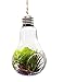 Novelty Gifts Set of 2 Hanging Light Bulb Terrarium, Clear Glass Air Plant Terrariums With Hanging String, Glass Votive Holders
