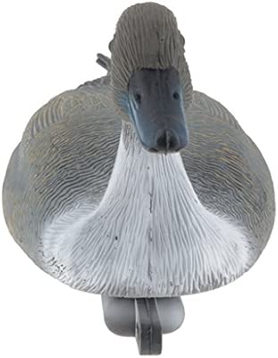 Señuelo Pato Huertos Urbanos Estructuras Control de Roedor ...