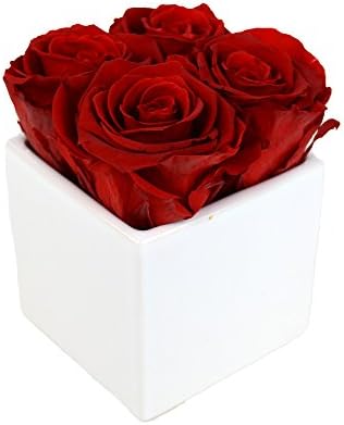 Luxe Bloom Home Collection 4 Fresh Cut Preserved Crimson Red Roses in a 3" White Ceramic Cube Vase Lasts 60 days